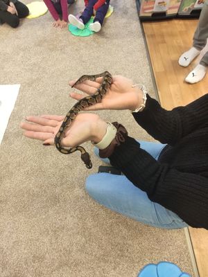 Jak se hladí hladi?